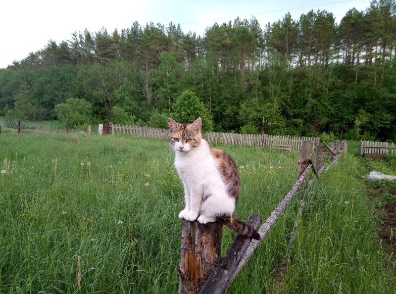 Утро в деревне коты