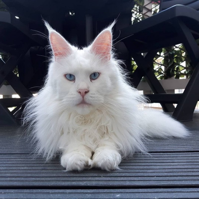 Мейн кун маленький котенок