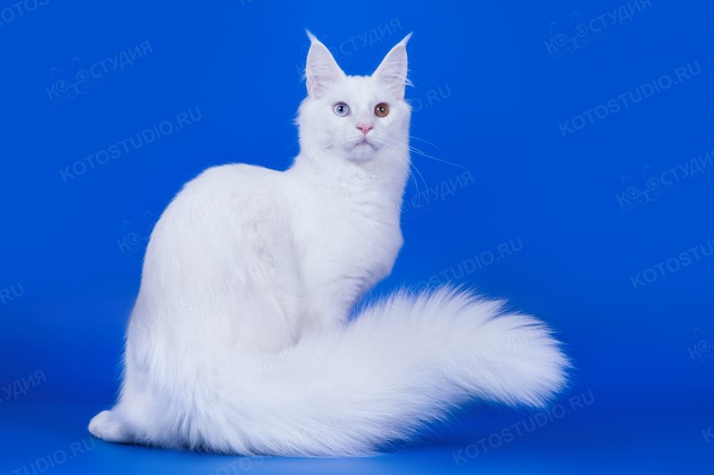 Белая кошка Мейн кун