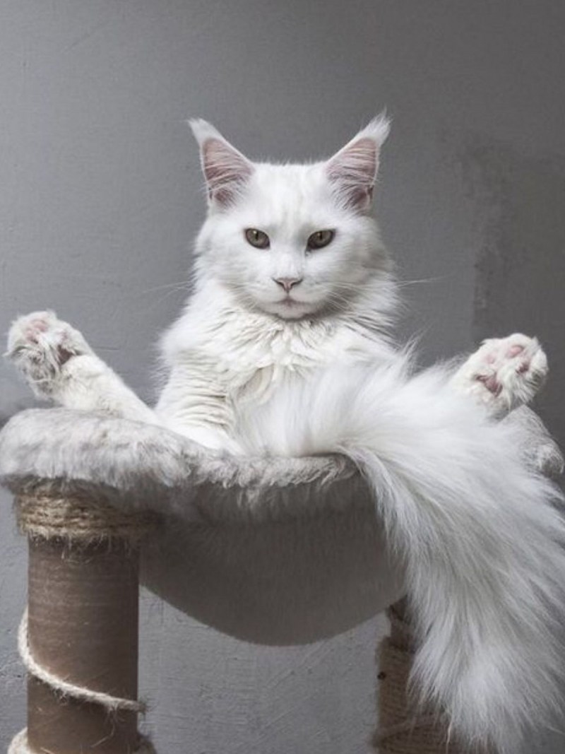 Котята Мейн кун белые