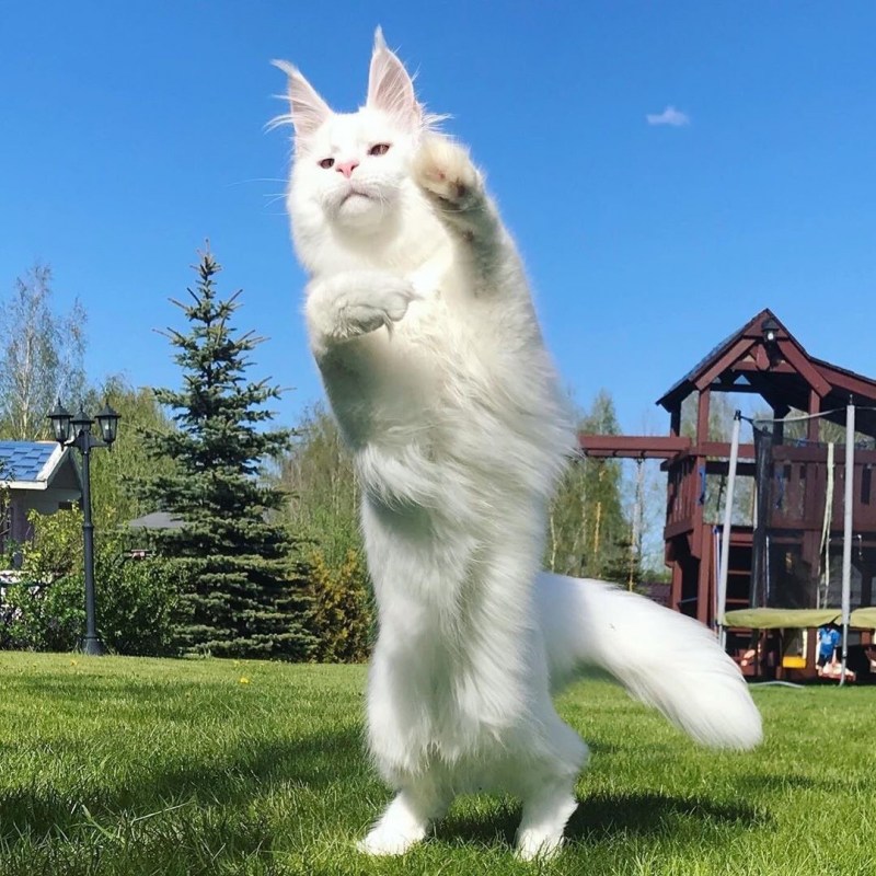 Белый мейнкун кот