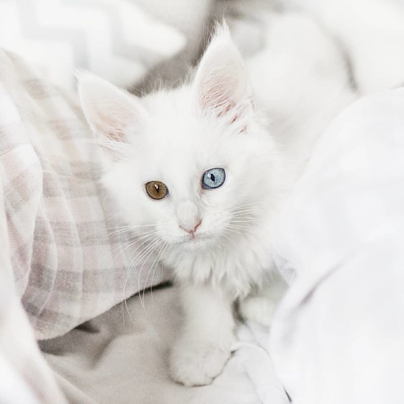 Кошка Мейн кун белый Солид