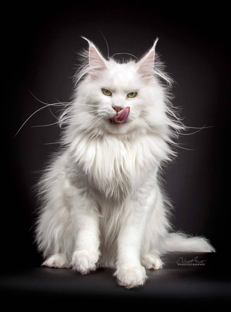 Белый мейнкун кот