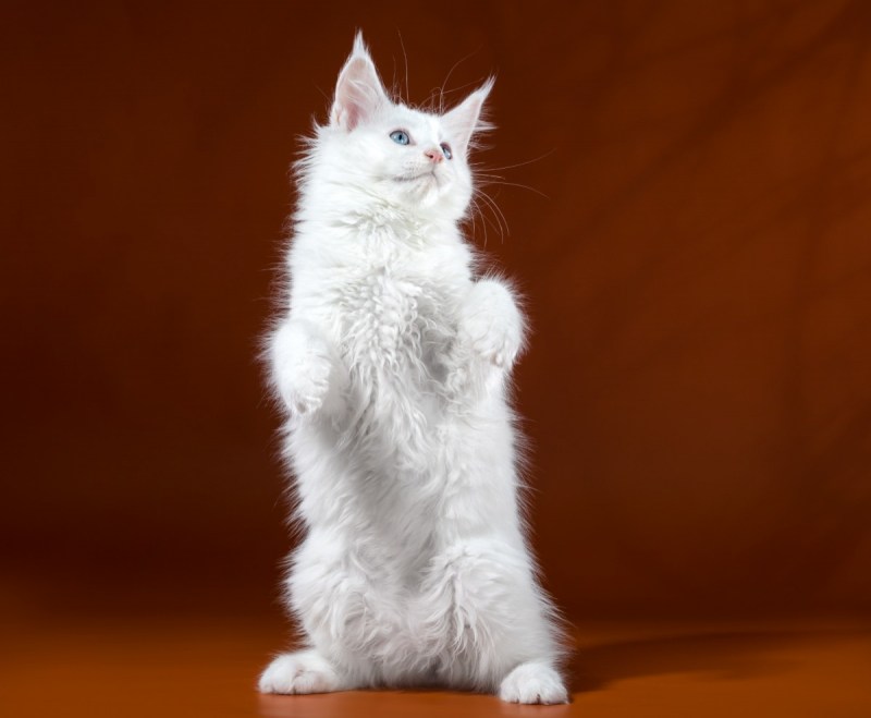 Котята Мейн кун белые