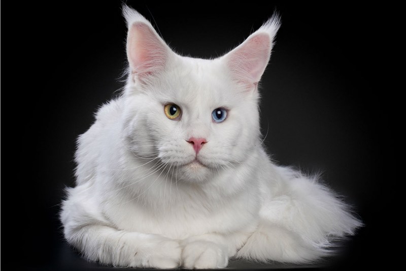 Котята Мейн кун белые