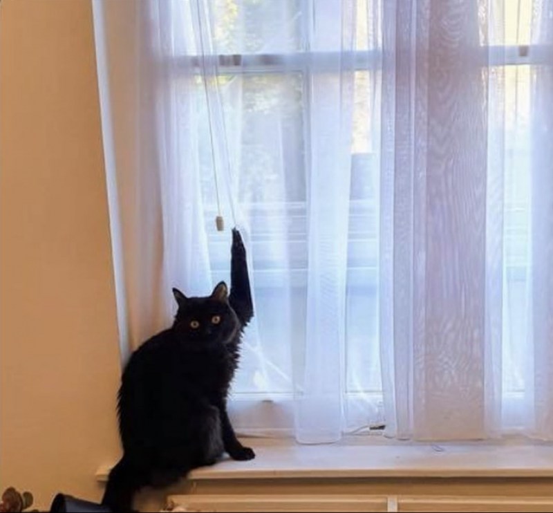 Коты на шторах