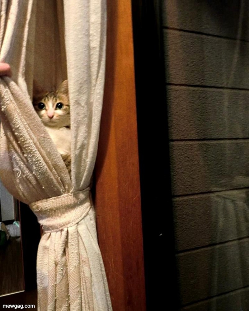 Кот за шторкой