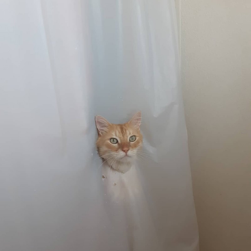 Кот подрал шторы