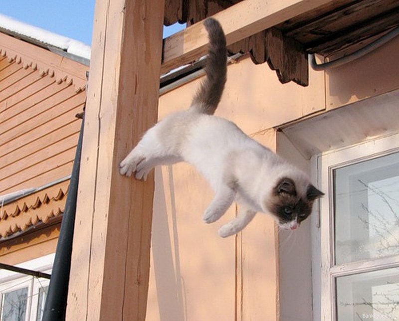 Кот висит