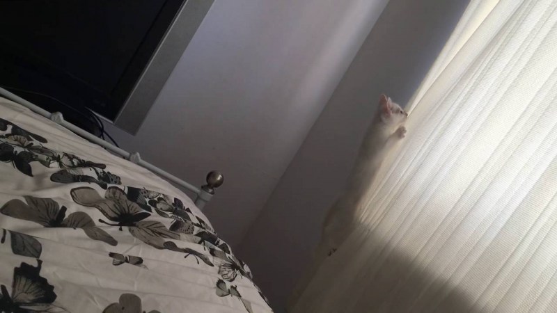 Жалюзи и кошки
