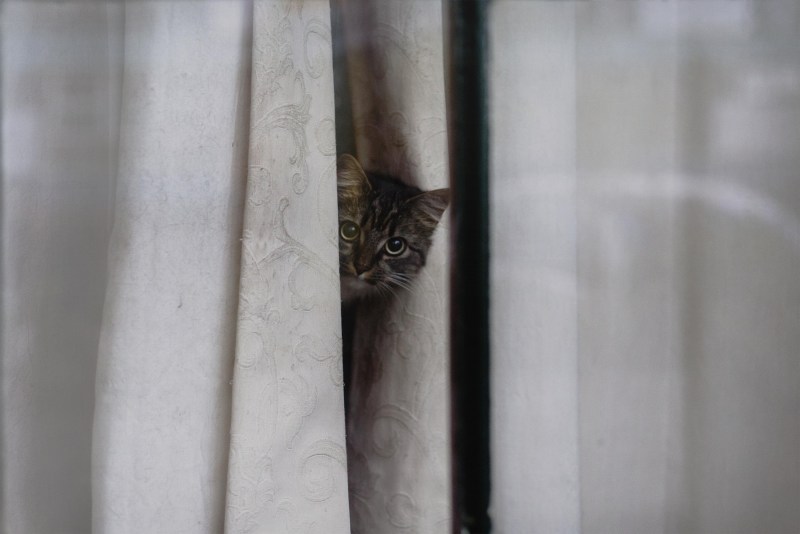 Шторы с котятами