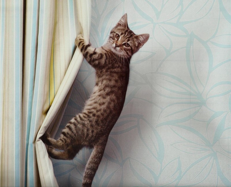 Шторы с котятами