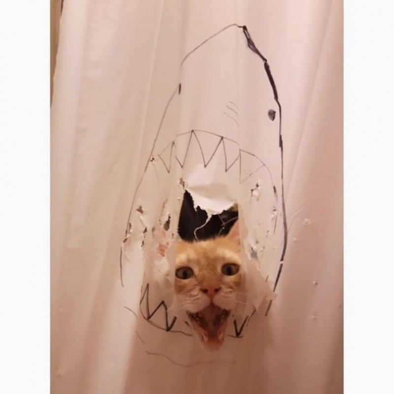 Кот порвал шторы