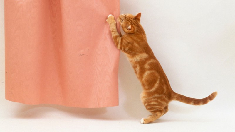 Коты на шторах