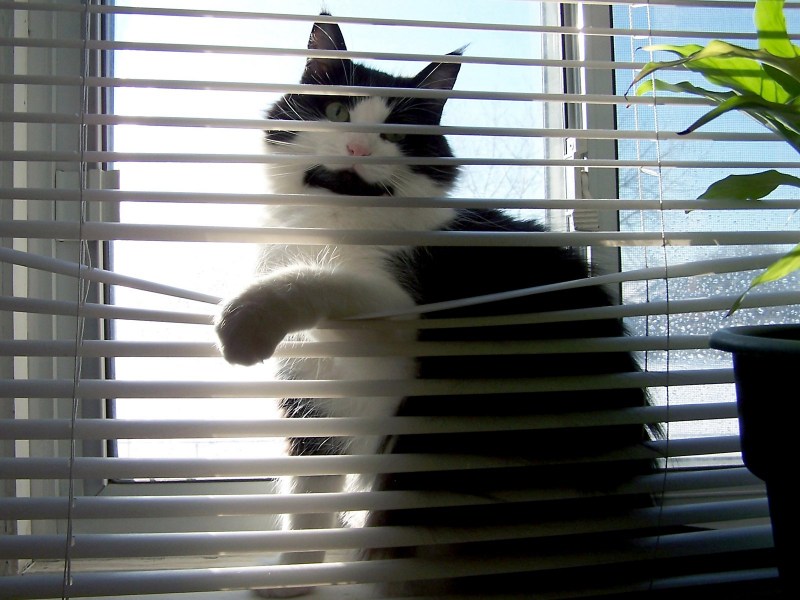 Котик за шторкой