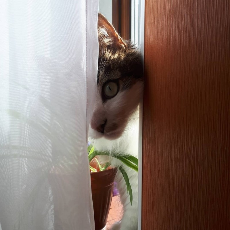 Кот шалун висит на шторе