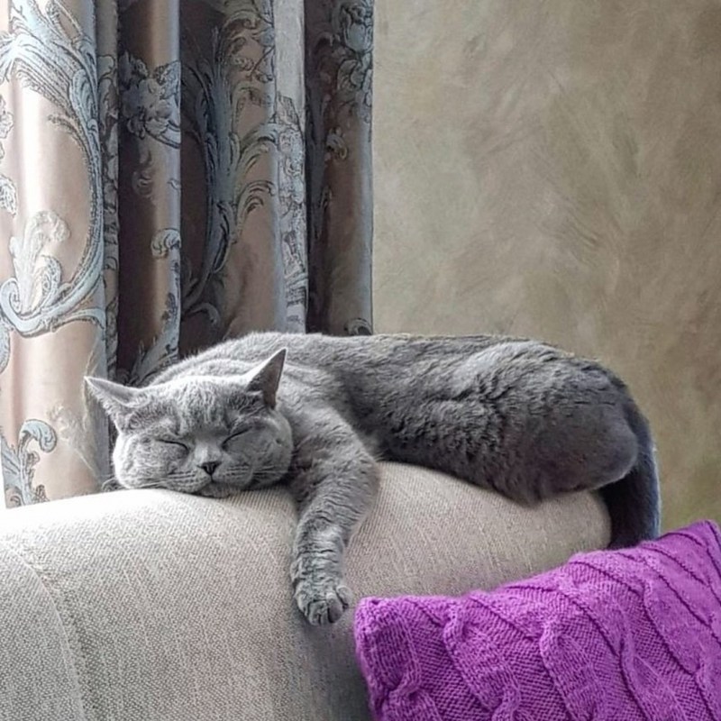 Шторы с кошками