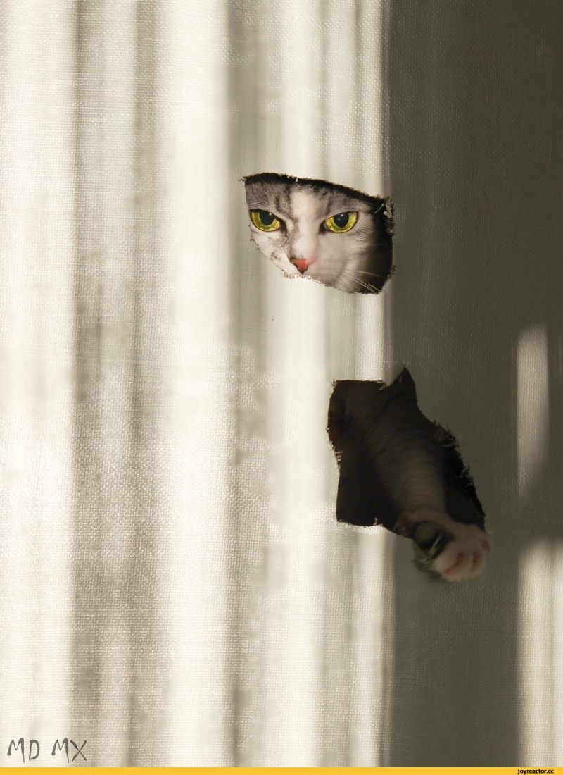 Кот заглядывает в окно