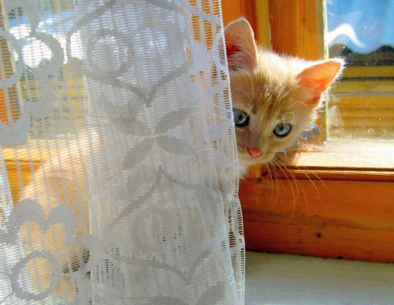 Кот за шторкой