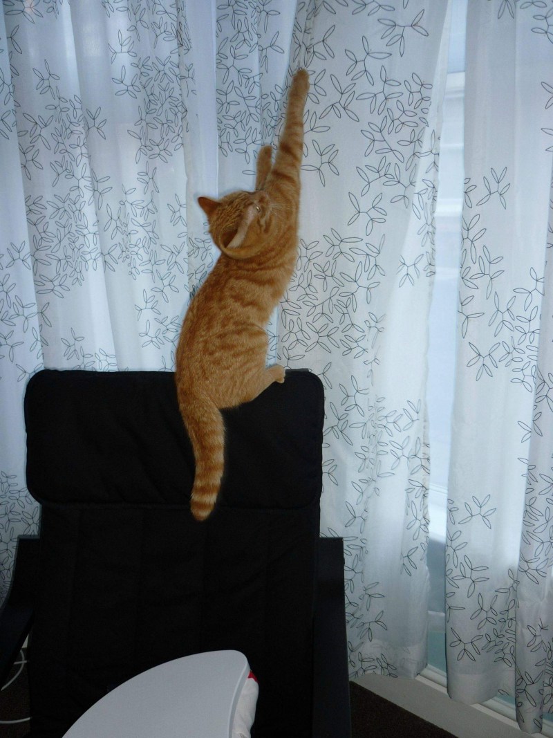 Кот висит на шторах