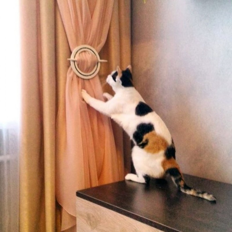 Котенок на занавеске