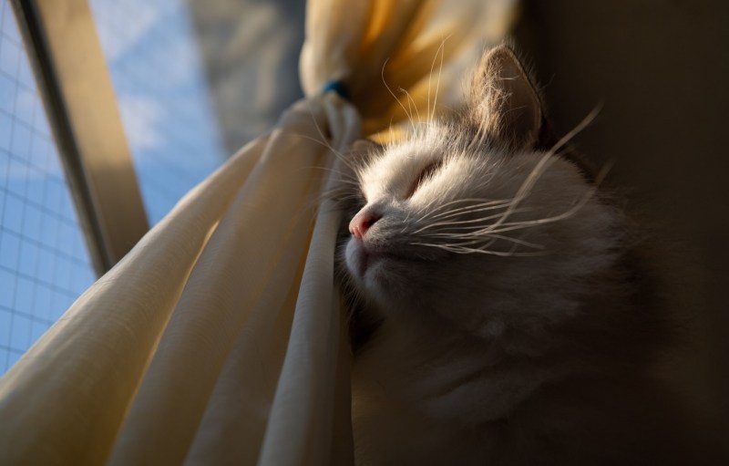 Котик застрял