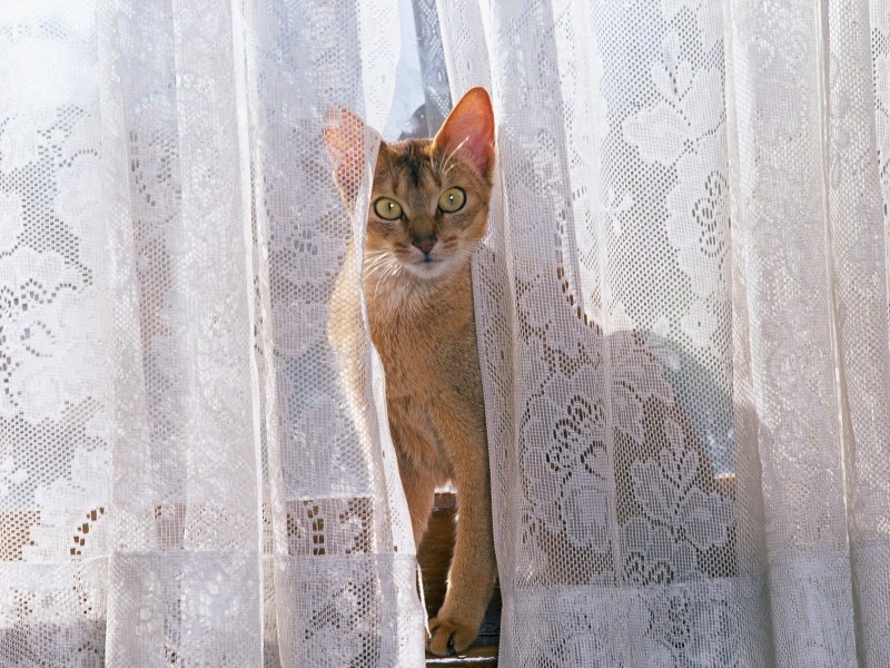 Кот за шторкой