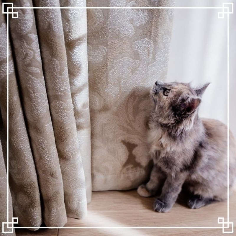 Кошка под тканью
