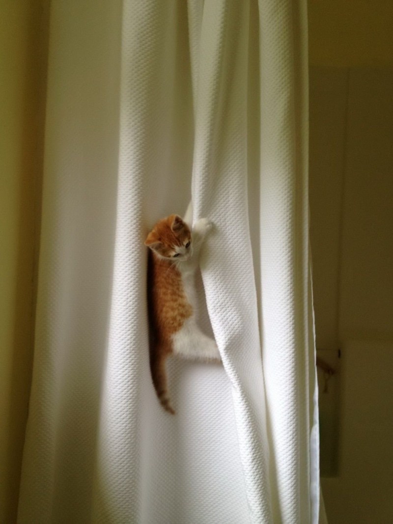Кот висит на шторах