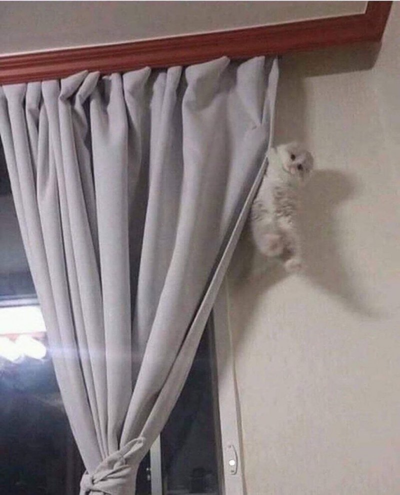 Кошка висит на шторах