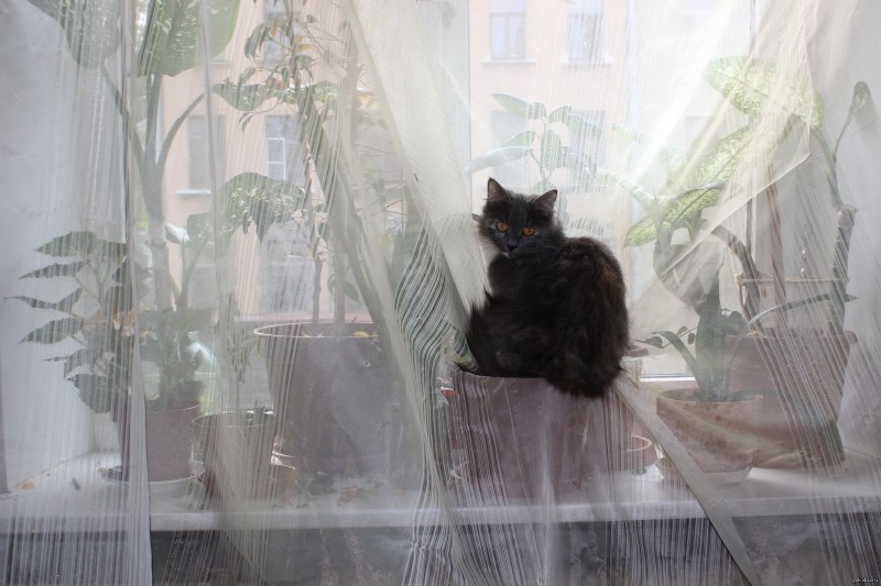 Котенок на занавеске
