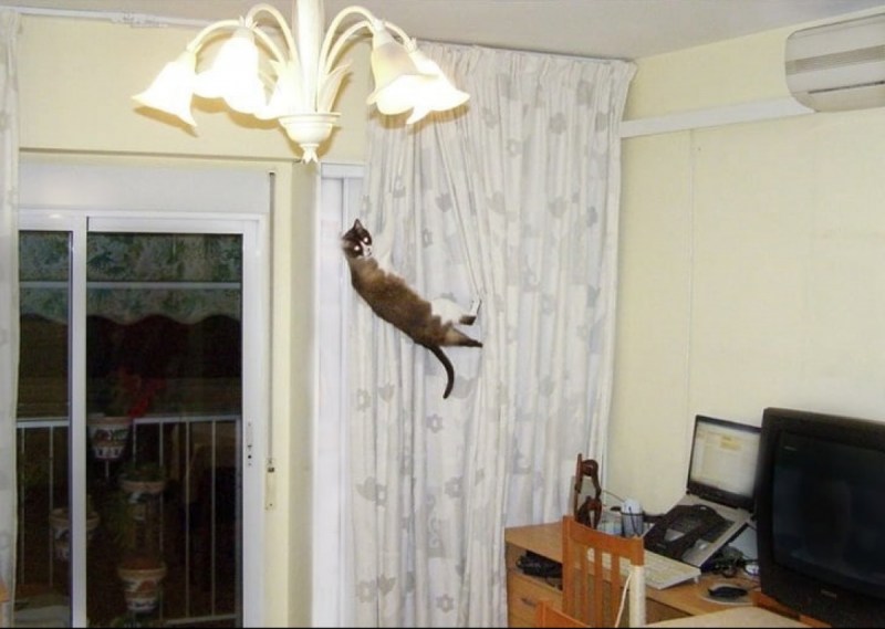 Коты на занавесках