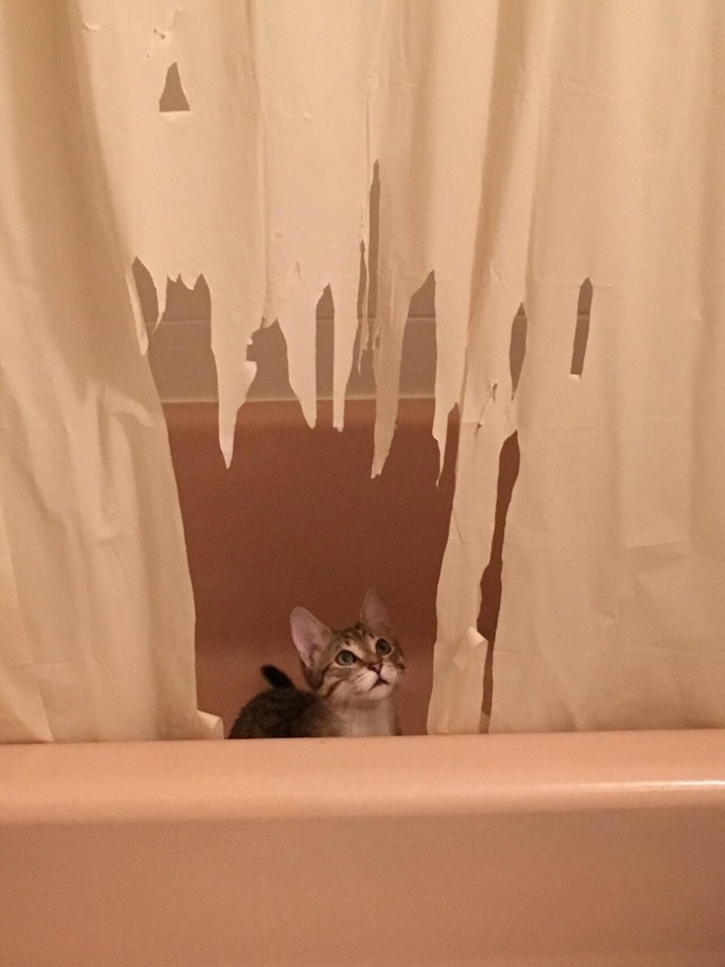 Кот подрал шторы