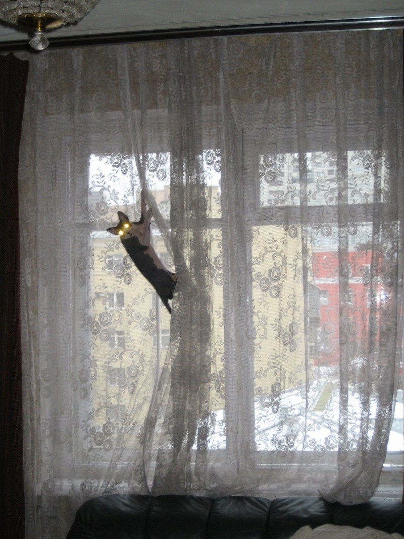 Кот на занавеске