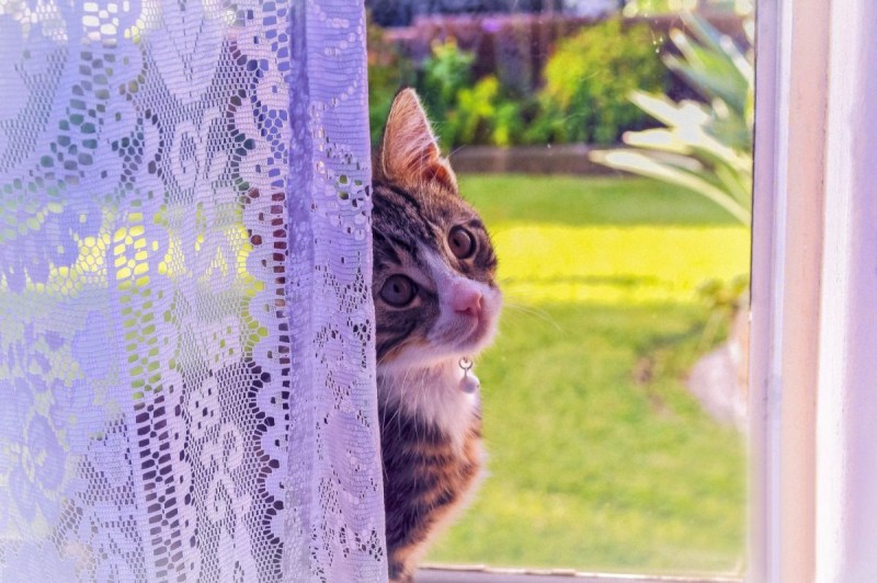 Кот на окне