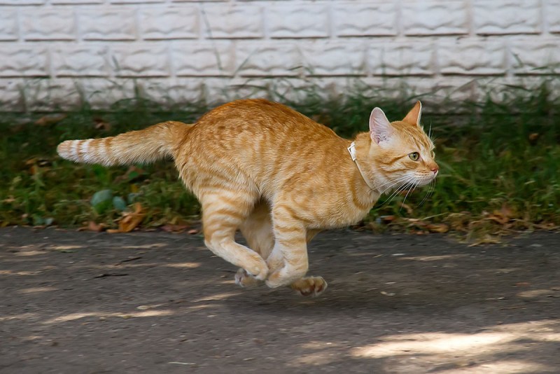 Бегущая рыжая кошка