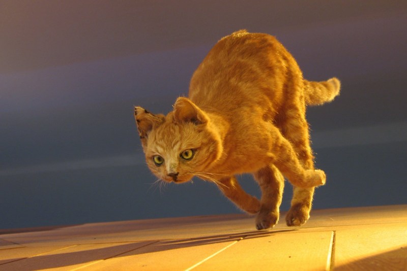 Кошка бежит