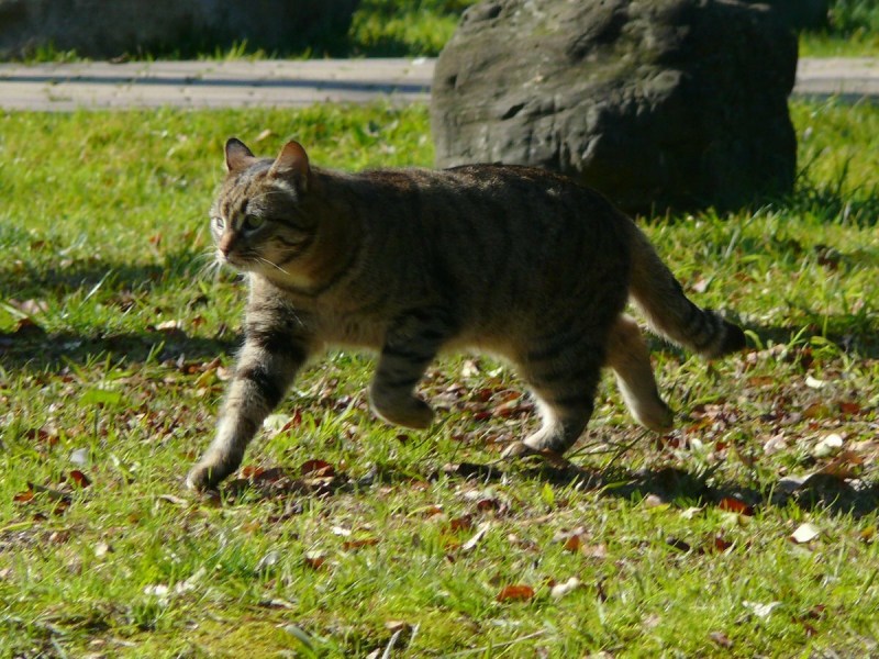 Коты убегают