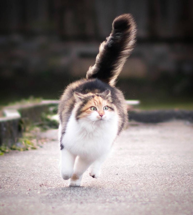 Кот бежит