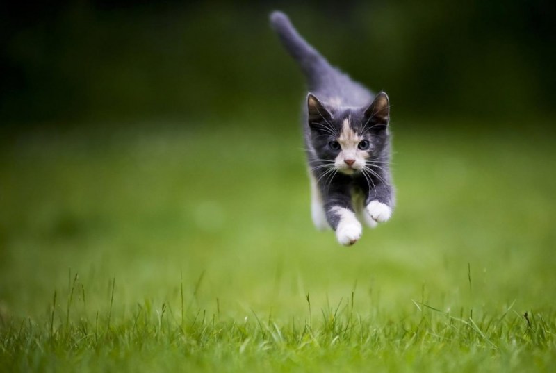 Котик убегает