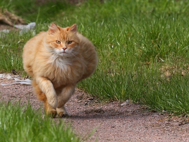 Рыжий кот убегает