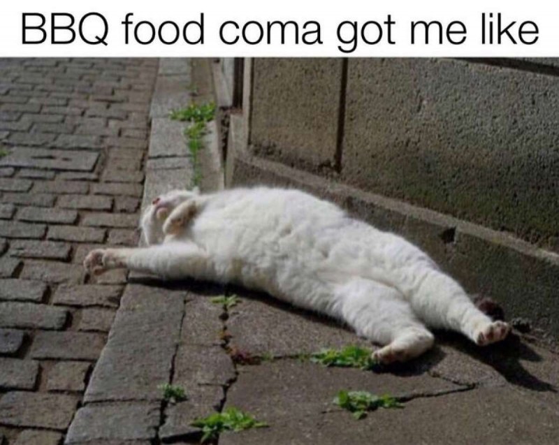Смешной Бегущий кот
