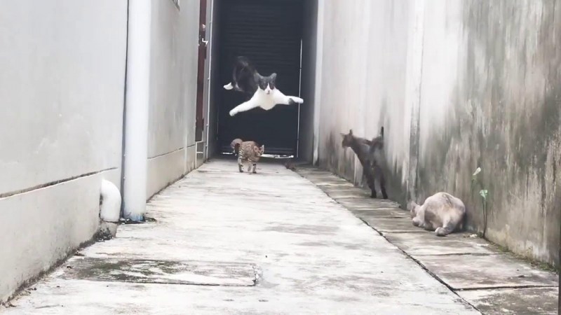 Коты разбегаются в разные стороны