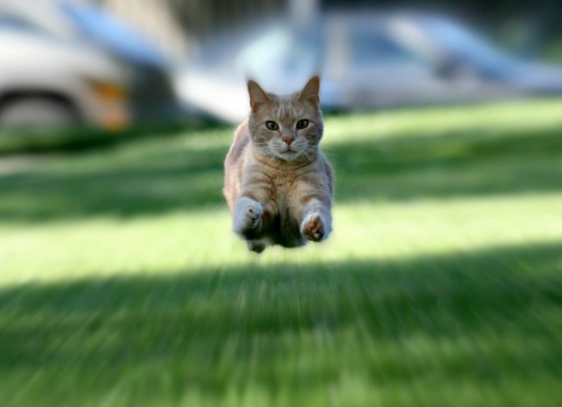 Кот убегает