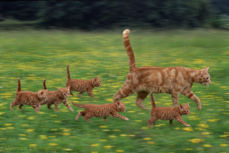 Котенок бежит