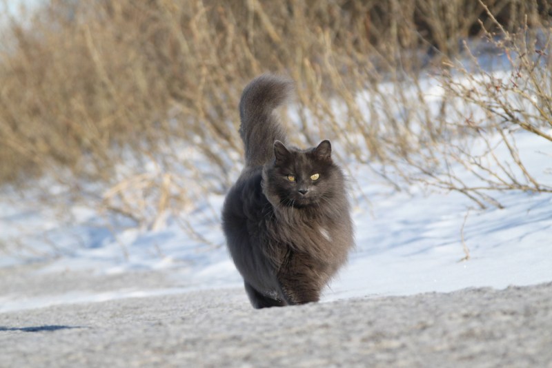 Кот Зигмунд серый