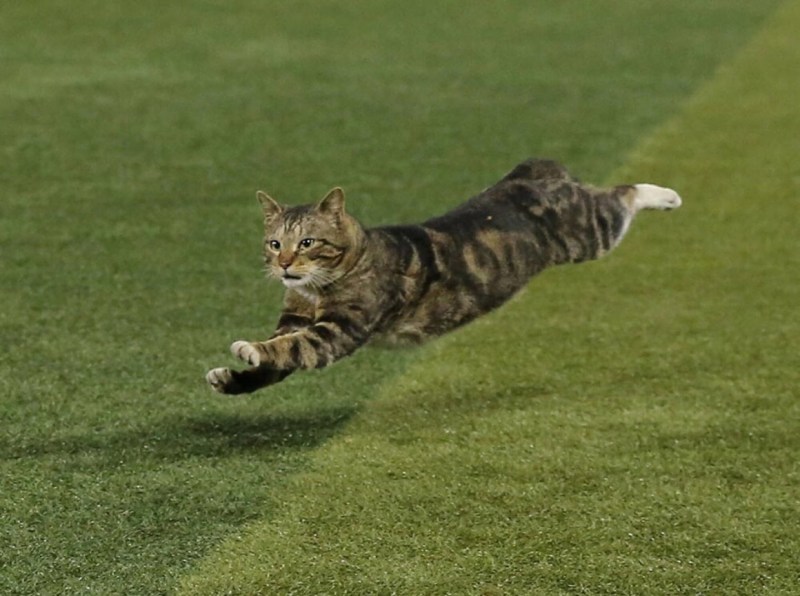 Коты бегут