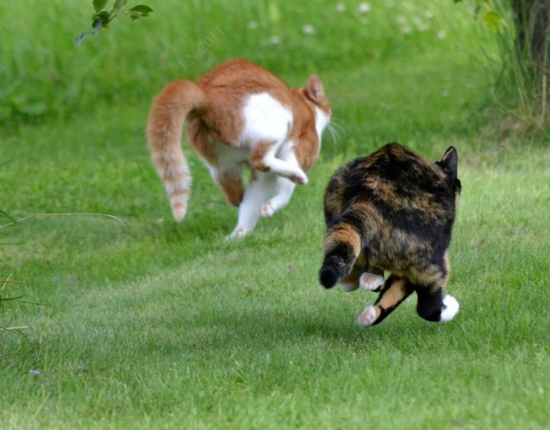 Коты убегают