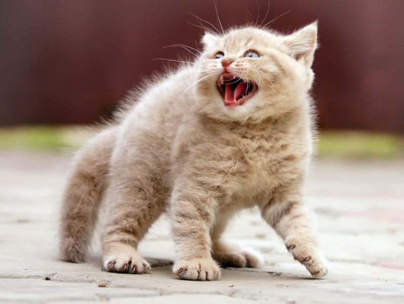 Забавные коты