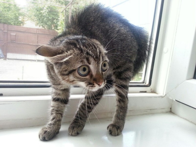 Напуганный котик